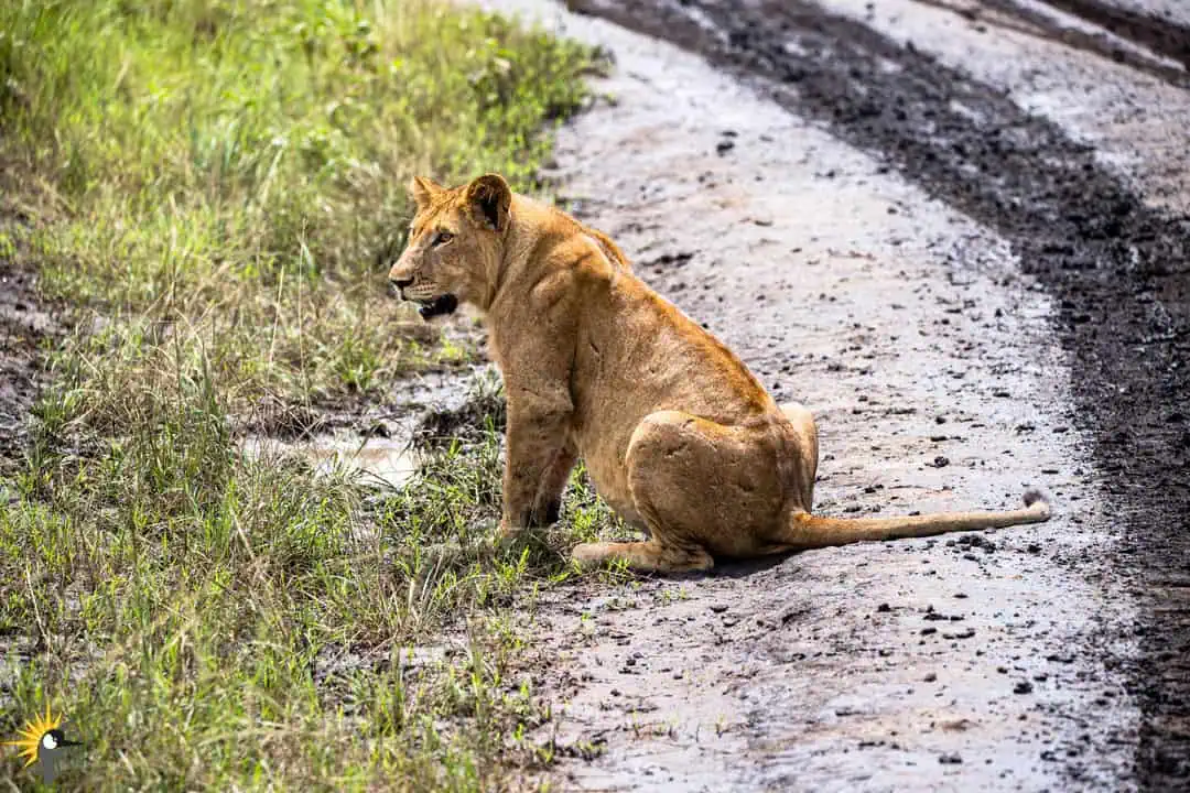 lion beside the road